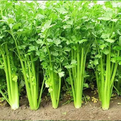 Coriander (धनिया) 1 Bunch 