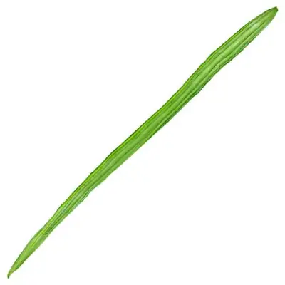 [Sahajan, sevga] Drumstick (सहजन / शेवगा) 1 Pc